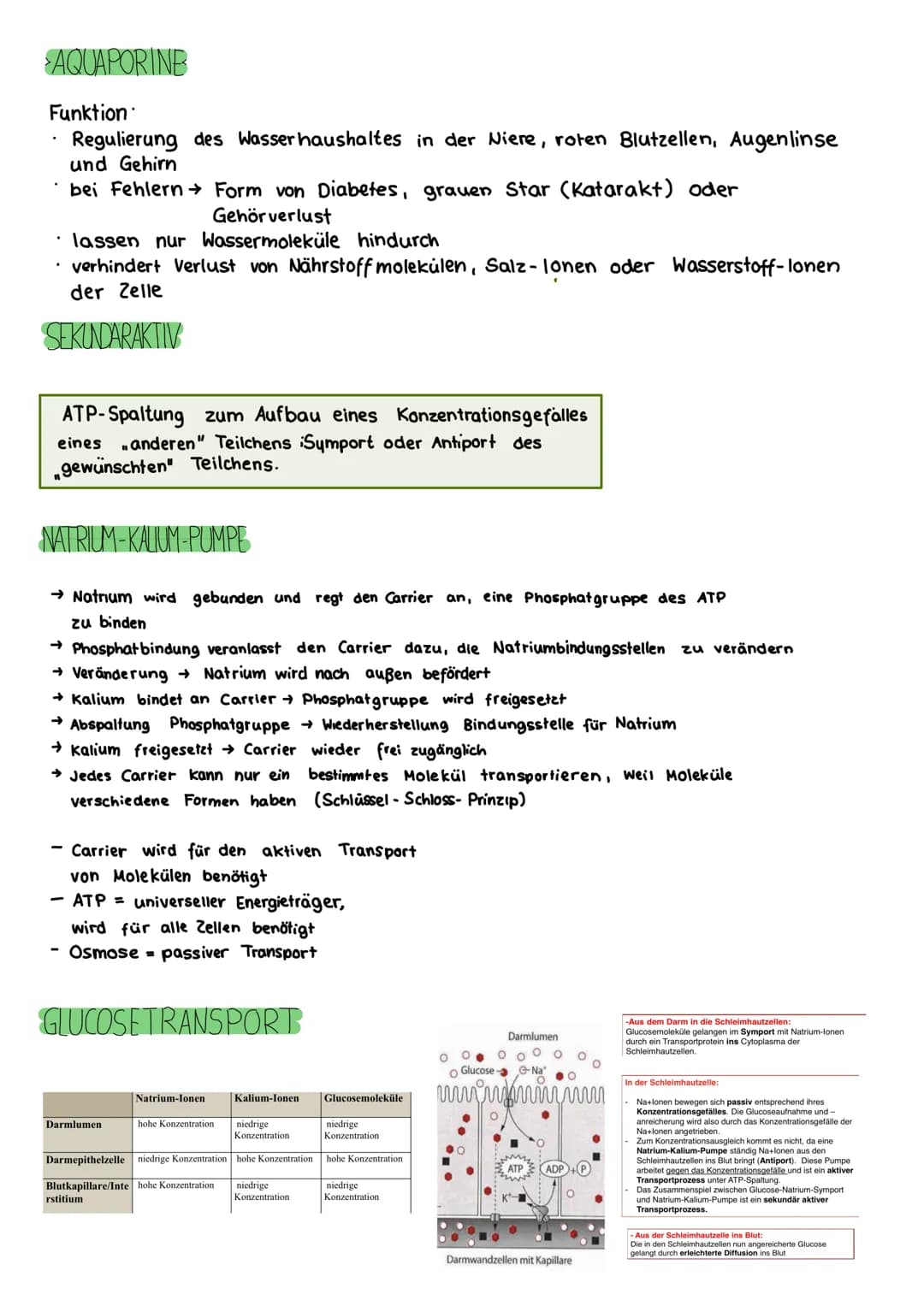 # BIOLOGIE KLAUSUR 18. MARZ
# DIE BIOMEMBRAN & TRANSPORTVORGANGE
Proteinschicht
Lipidschicht
Proteinschicht
integrale Proteine
Hydroph