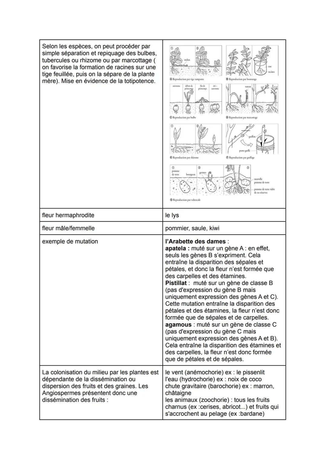 De la plante sauvage à la plante domestiquée
Chap 1: L'organisation fonctionnelle des plantes à fleurs
Les racines possèdent de très
nombr