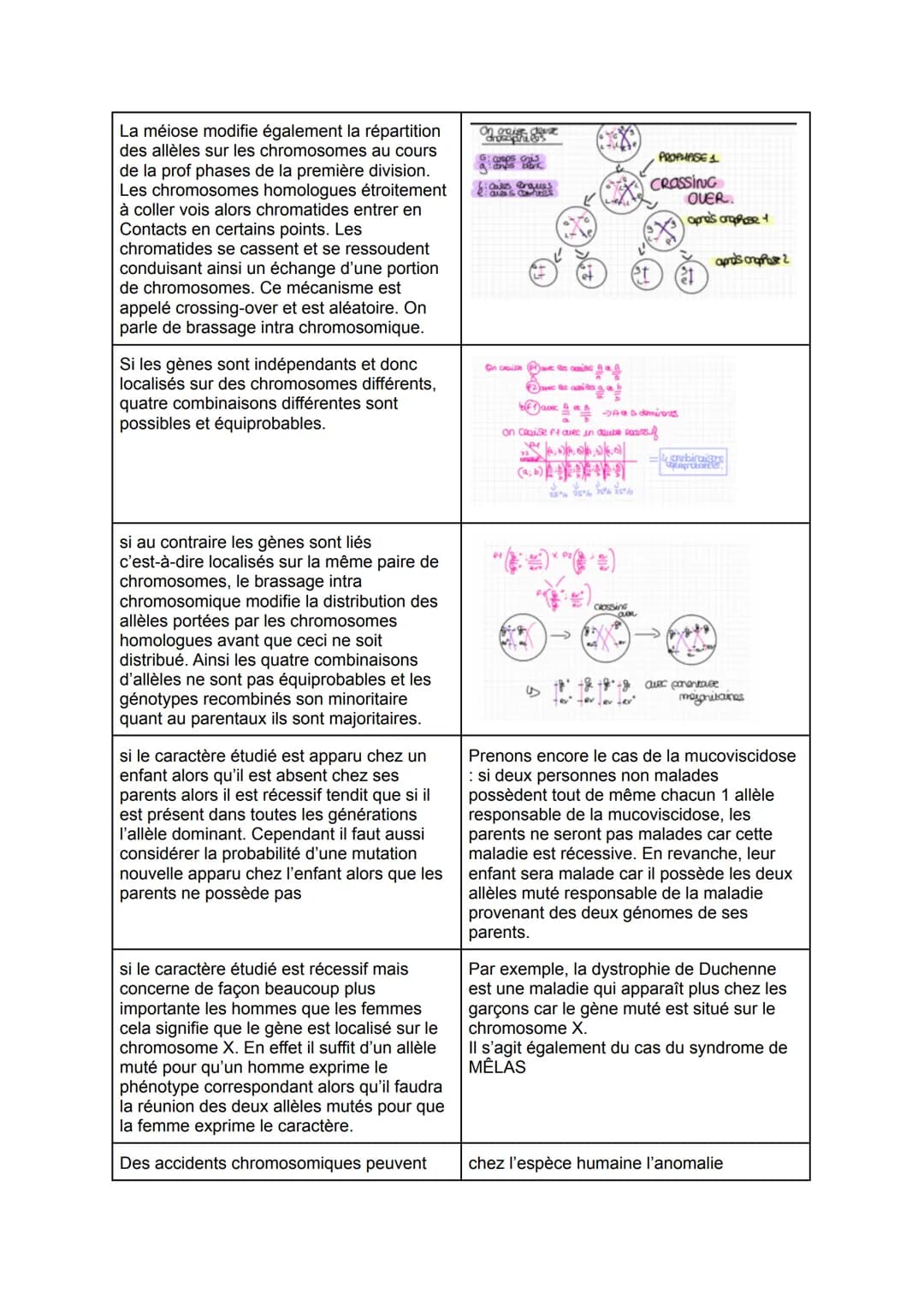 De la plante sauvage à la plante domestiquée
Chap 1: L'organisation fonctionnelle des plantes à fleurs
Les racines possèdent de très
nombr