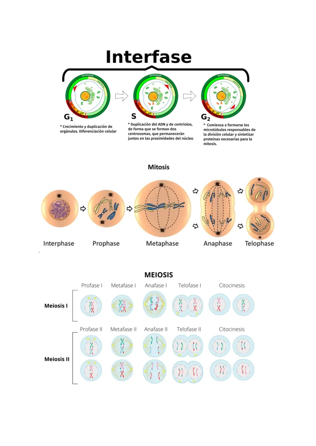# Tema 6: La Célula
1. TEORIA CELULAR Y ESTUDIO/OBSERVACIÓN
La teoría celular se basa en tres postulados:
1. Todos los seres vivos está