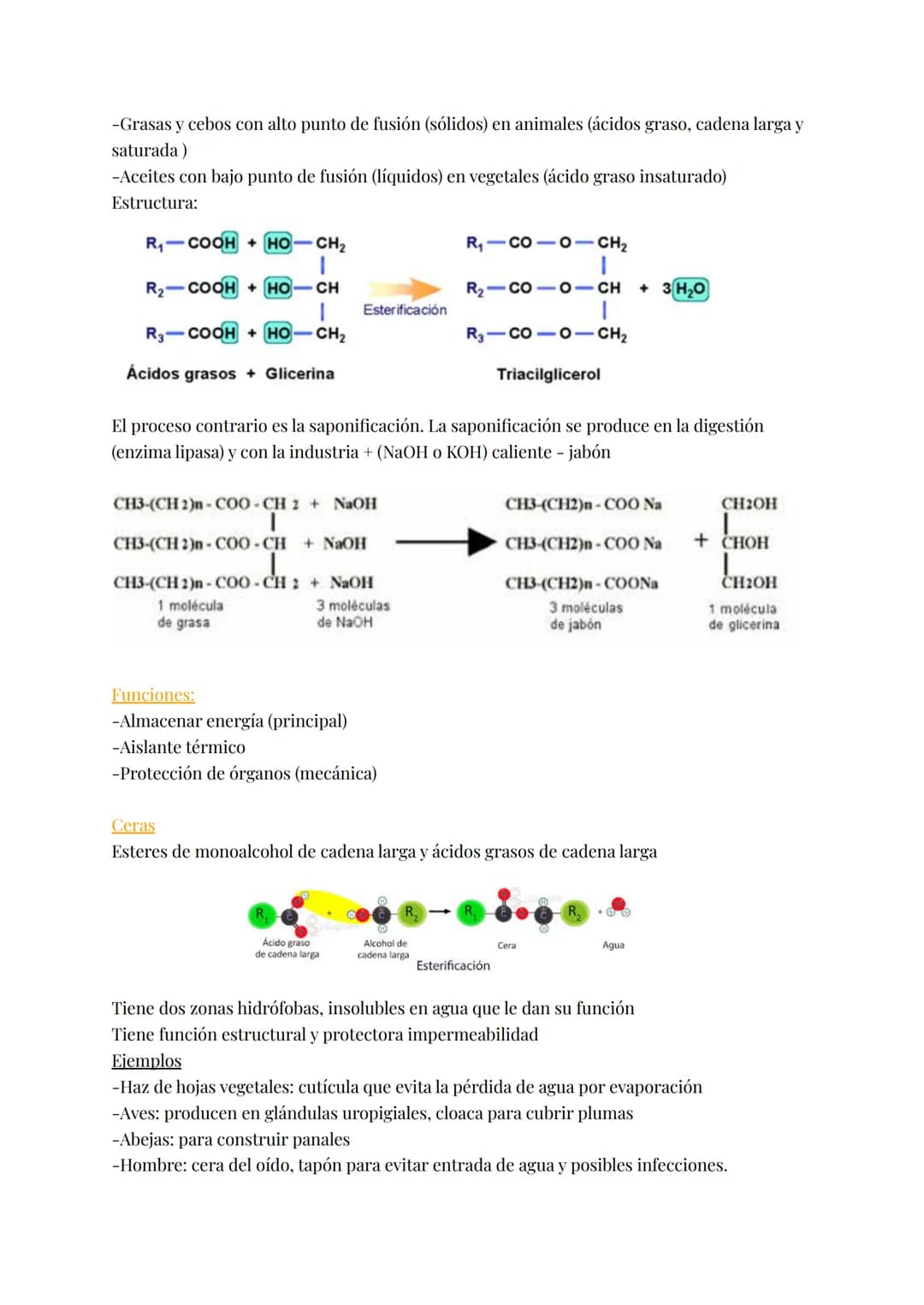 # LÍPIDOS
Brainstorm; grasas, fosfolípidos, esteroides, colesterol, hidrófobas, saturadas, insaturadas,
jabón, energética, aislante térmico,