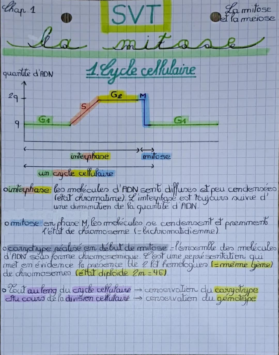 Chap 1
SVT
La mitose
La mitose
et la meiose
quantité d'ADN
1. Cycle cellulaire
29
Ge
M
S
G4
१
interphase
←
→
mitose
G1
un cy
