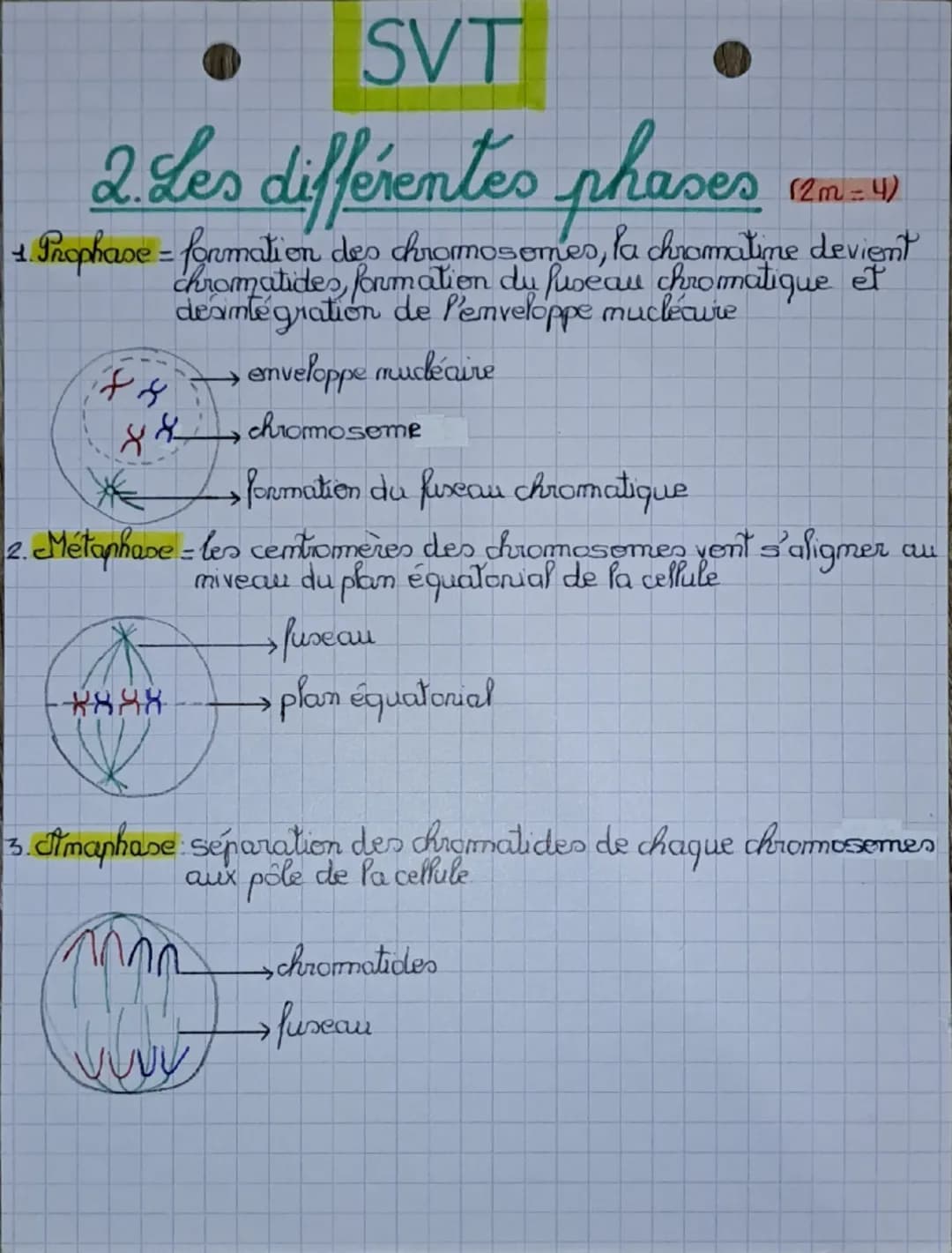 Chap 1
SVT
La mitose
La mitose
et la meiose
quantité d'ADN
1. Cycle cellulaire
29
Ge
M
S
G4
१
interphase
←
→
mitose
G1
un cy