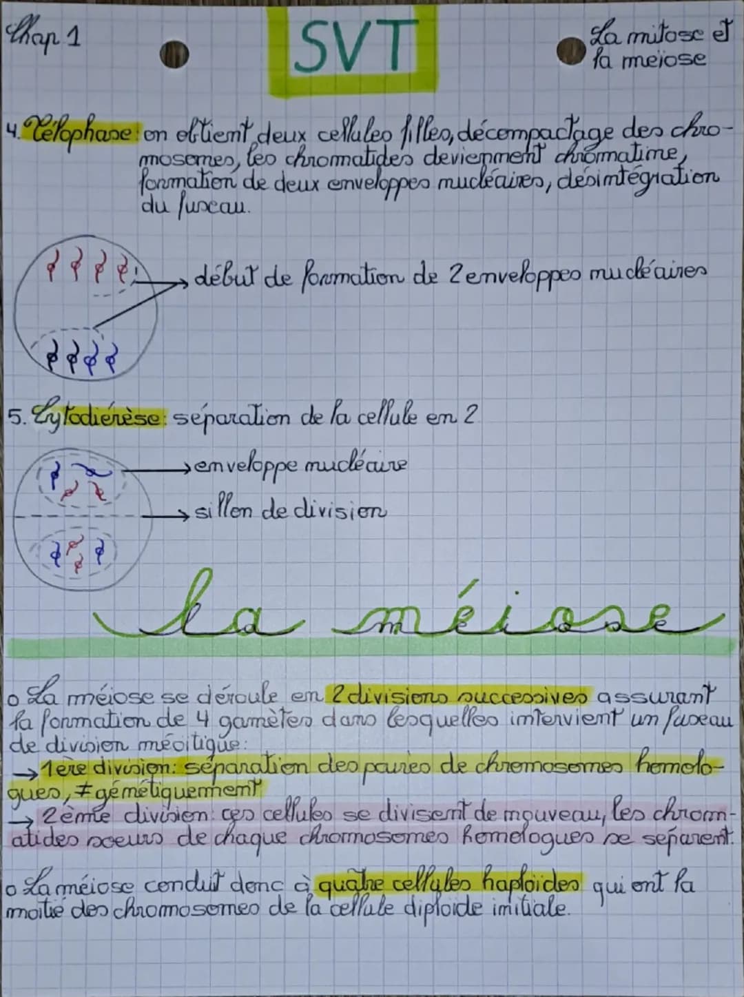 Chap 1
SVT
La mitose
La mitose
et la meiose
quantité d'ADN
1. Cycle cellulaire
29
Ge
M
S
G4
१
interphase
←
→
mitose
G1
un cy