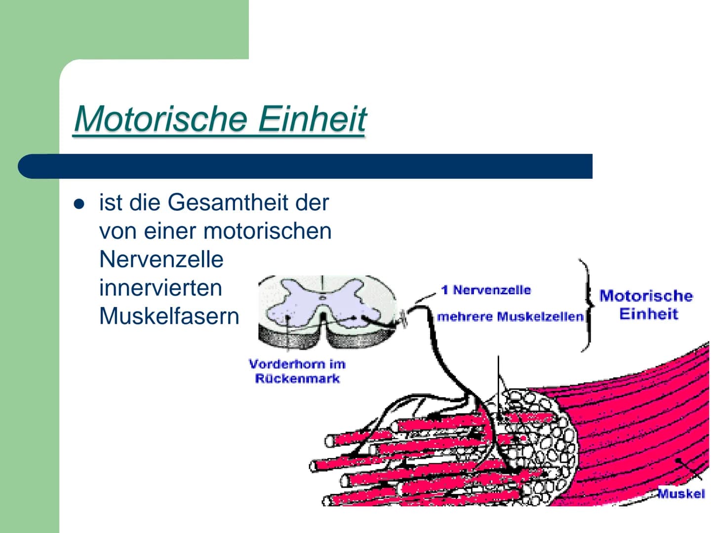 Kraft
ist die Fähigkeit des Nerv-
Muskelsystems, durch
Muskeltätigkeit Widerstände
- zu überwinden,
- ihnen entgegen zu wirken
- bzw. sie zu
