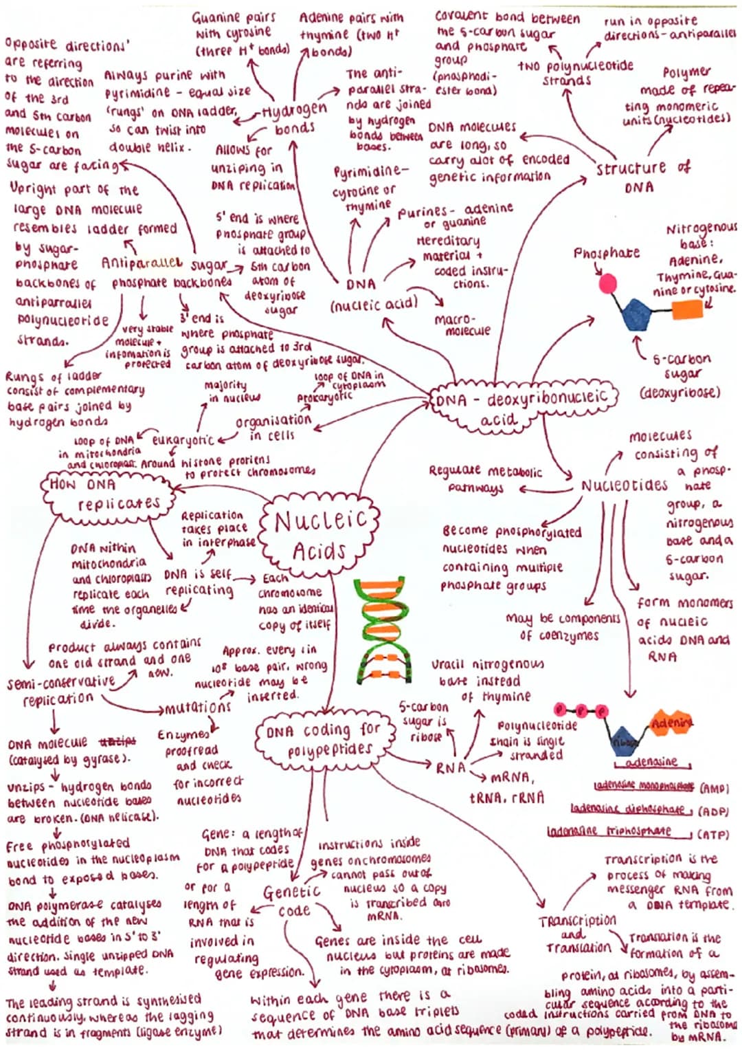 Opposite directions'
are referring
Guanine pairs
Adenine pairs with
with cyrosine
thymine (two H
to the direction Always purine with (three