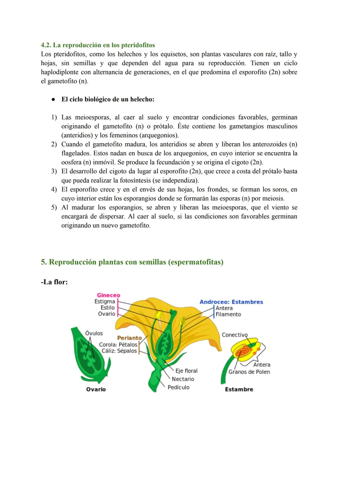 # T-7: Las funciones vitales de las plantas
1. Función de nutrición en plantas
Las plantas tienen nutrición autótrofa. Mediante la fotosínt