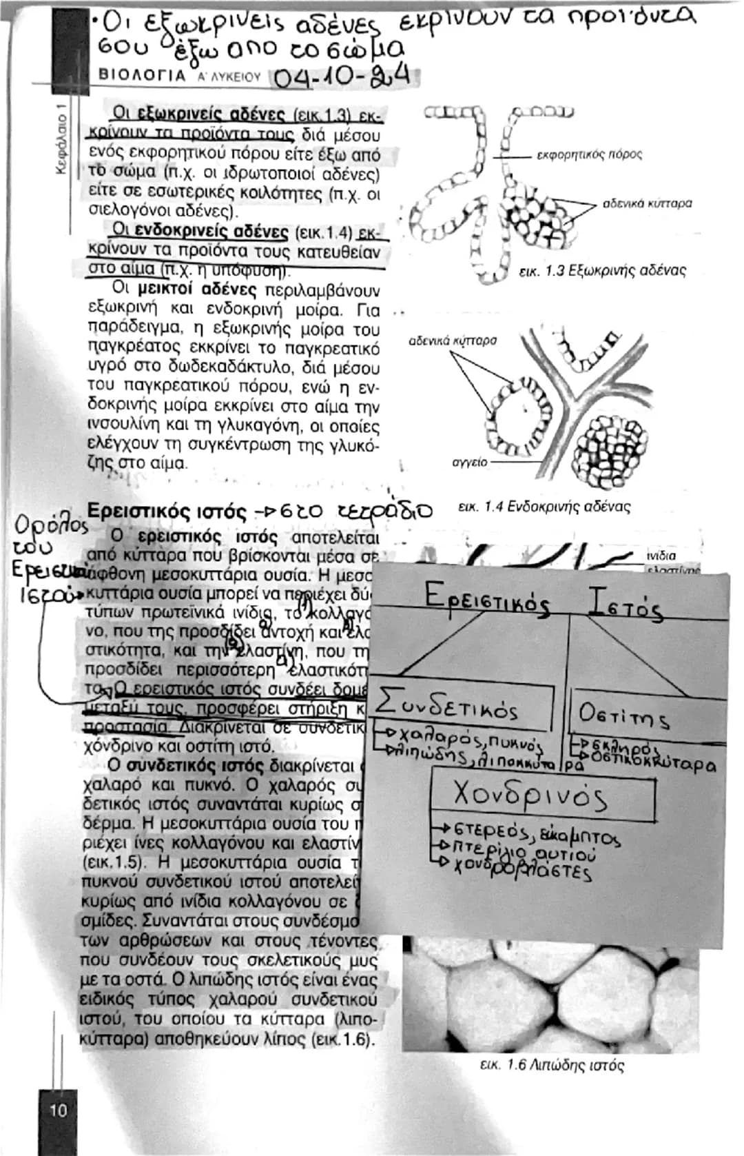 # ΒΙΟΛΟΓΙΑ Α' ΛΥΚΕΙΟΥ
# 1. ΑΠΟ ΤΟ ΚΥΤΤΑΡΟ ΣΤΟΝ ΟΡΓΑΝΙΣΜΟ.
## ΚΥΤΤΑΡΑ ΚΑΙ ΙΣΤΟΙ
23-09-24
Κεφάλαιο 1
Ο ανθρώπινος οργανισμός συνί
σταται από τ