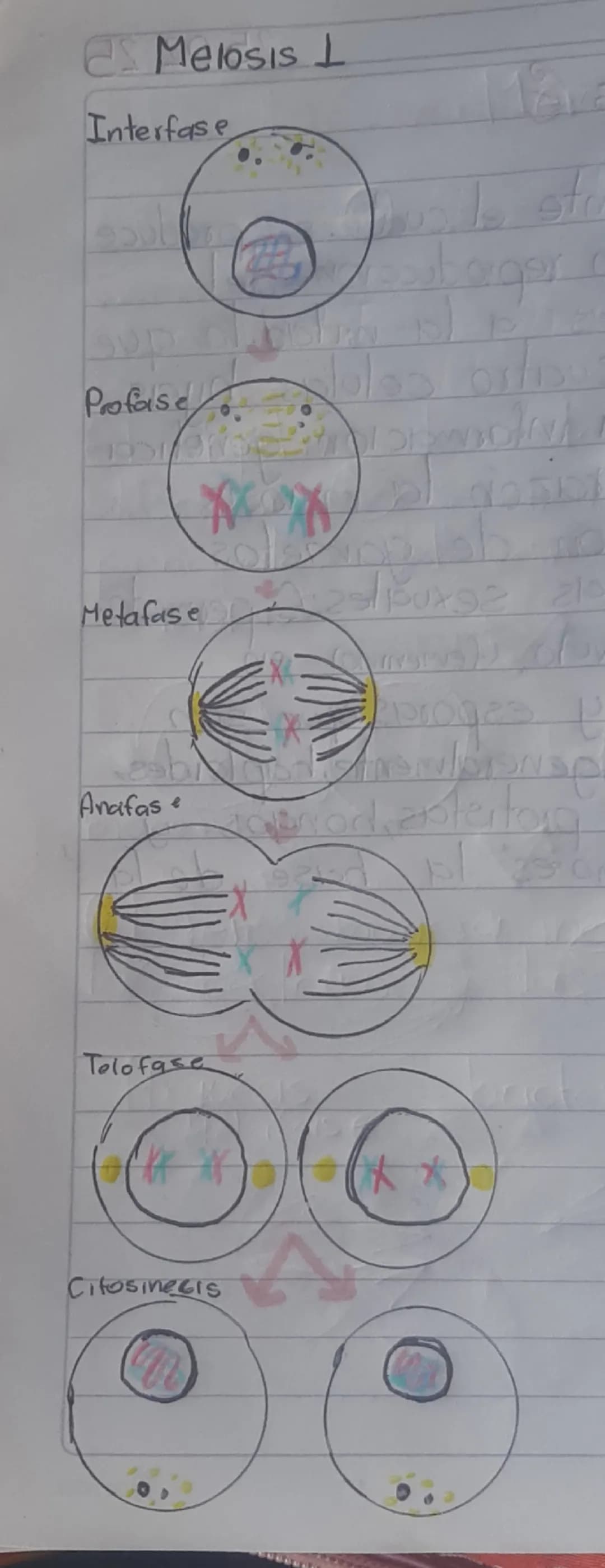 # Meiosis I
Interface
Profase
Metafase
Anafase
Telofase
Citocinesis # Meiosis II
Citosinesis
Telofase
Anafase
Metafase Continuació