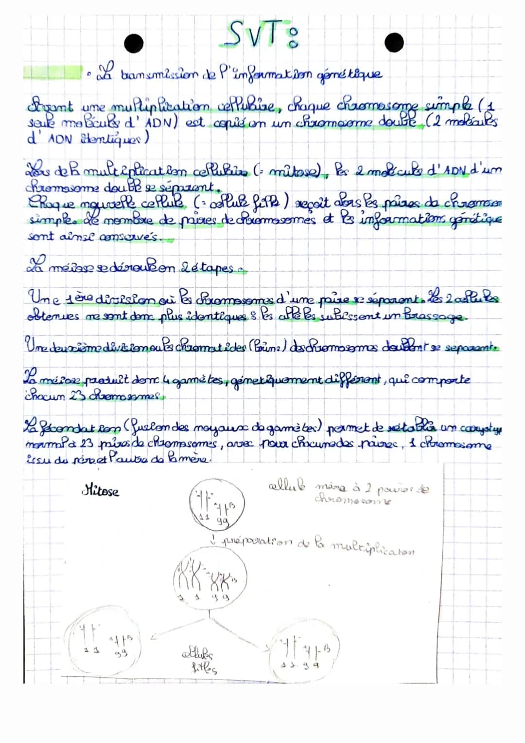 SVT:
• da bansmission de P'information génétique
Doant une multiplication cellubire, chaque chromosome simple (1
seule malculs d' ADN) est c