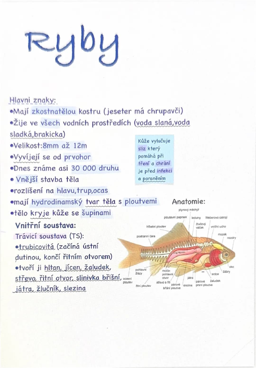 Ryby
Hlavni znaky:
* Mají zkostnatělou kostru (jeseter má chrupavči)
* Žije ve všech vodních prostředích (voda slaná, voda
sladká,