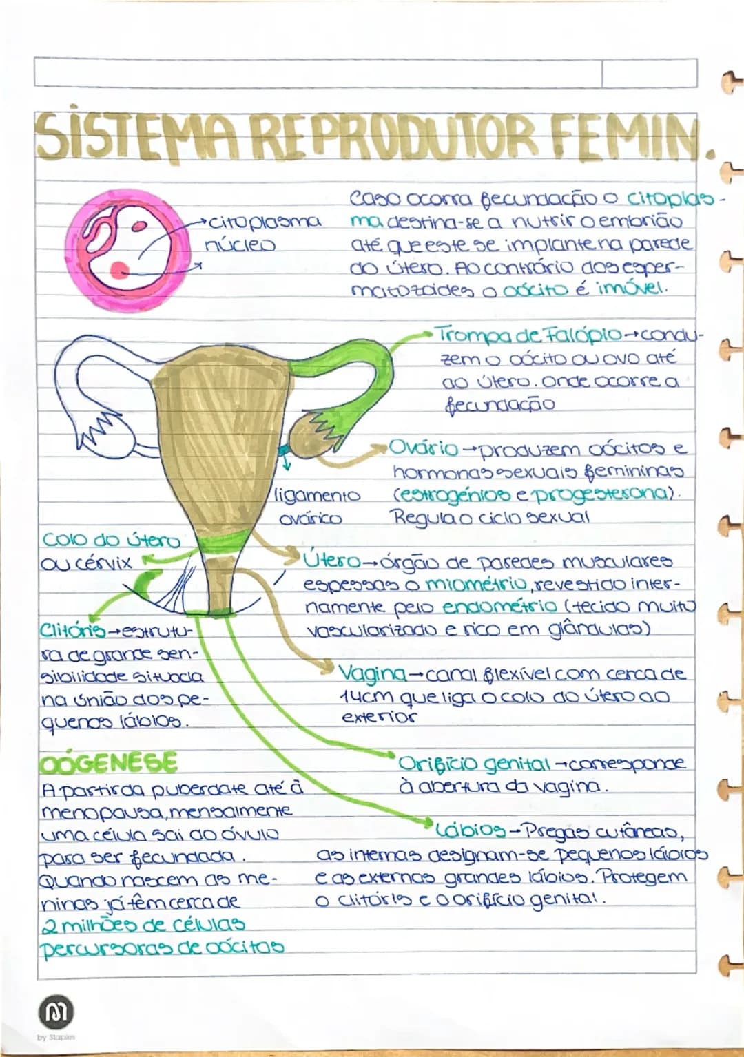 SISTEMA REPRODUTOR FEMIN
Colo do útero
ou cervix
Clitoris-estrutura
de grande sen-
sibilidade situada
na união dos pe-
quenos lábios.
DOG