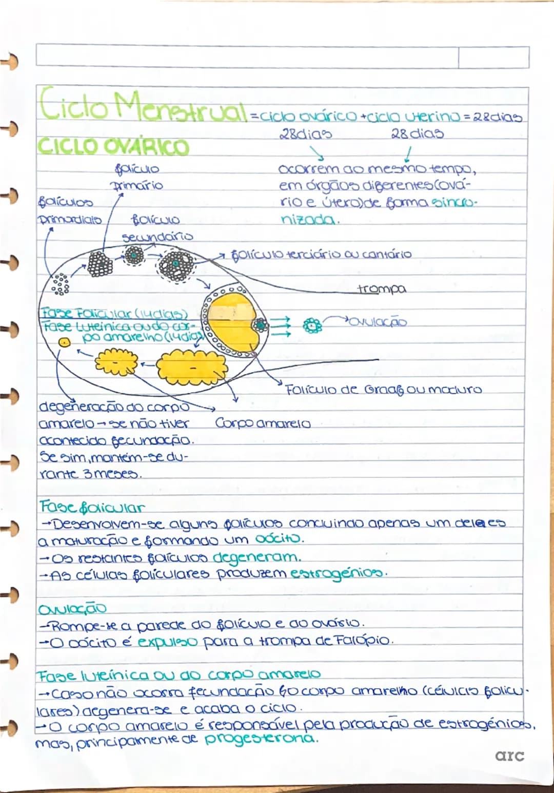 SISTEMA REPRODUTOR FEMIN
Colo do útero
ou cervix
Clitoris-estrutura
de grande sen-
sibilidade situada
na união dos pe-
quenos lábios.
DOG