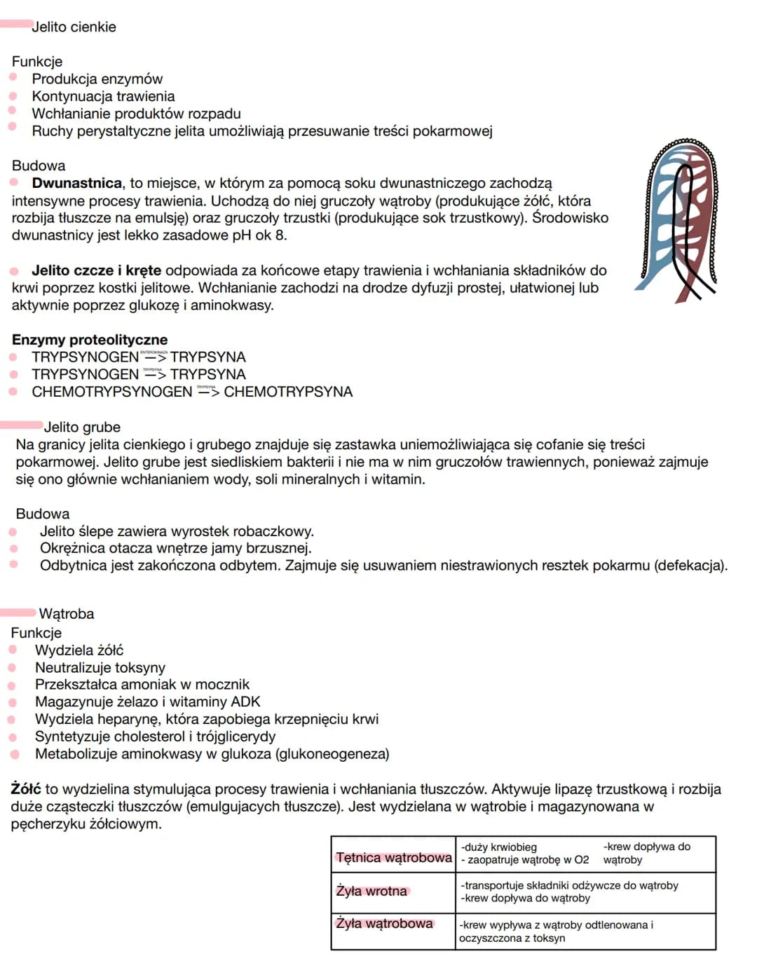 # Układ Pokarmowy
Budowa
- Przewód pokarmowy
- Jama ustna
- Gardło
- Przełyk
- Żołądek
- Jelito cienkie
- Jelito grube
- Otwór odbytowy
-