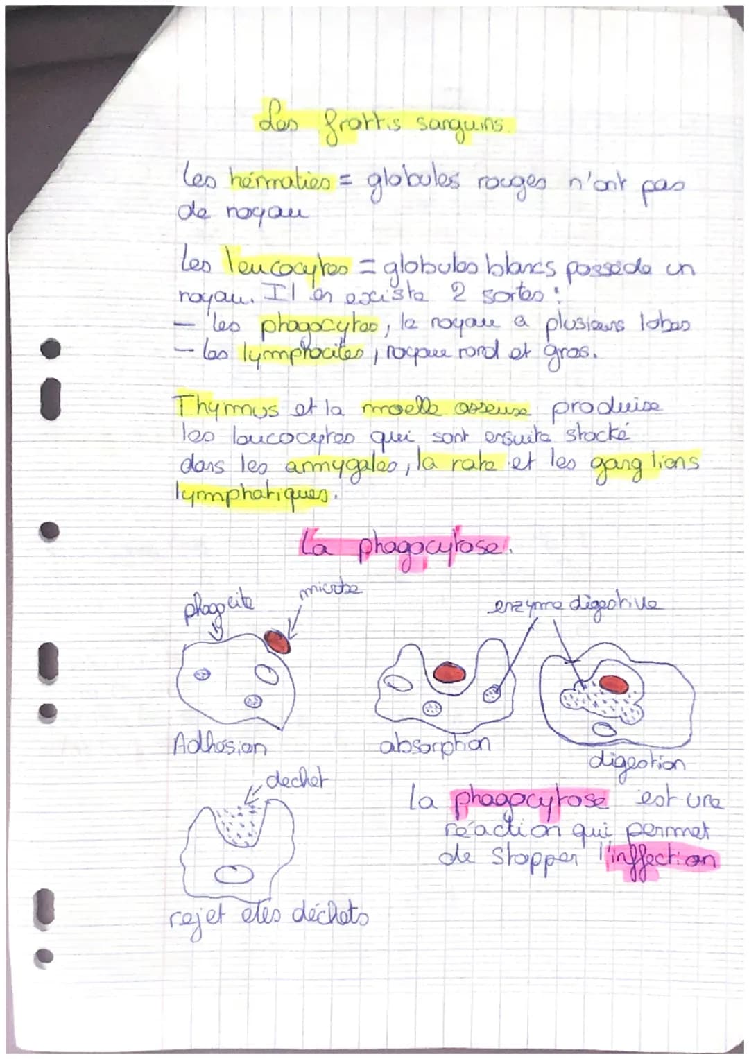 i
•
!
!
Fiche de révisions
SVT
L'homme face au monde microbien
Def:
microorganisme est un être vivant de petite taille
uniquerment visib