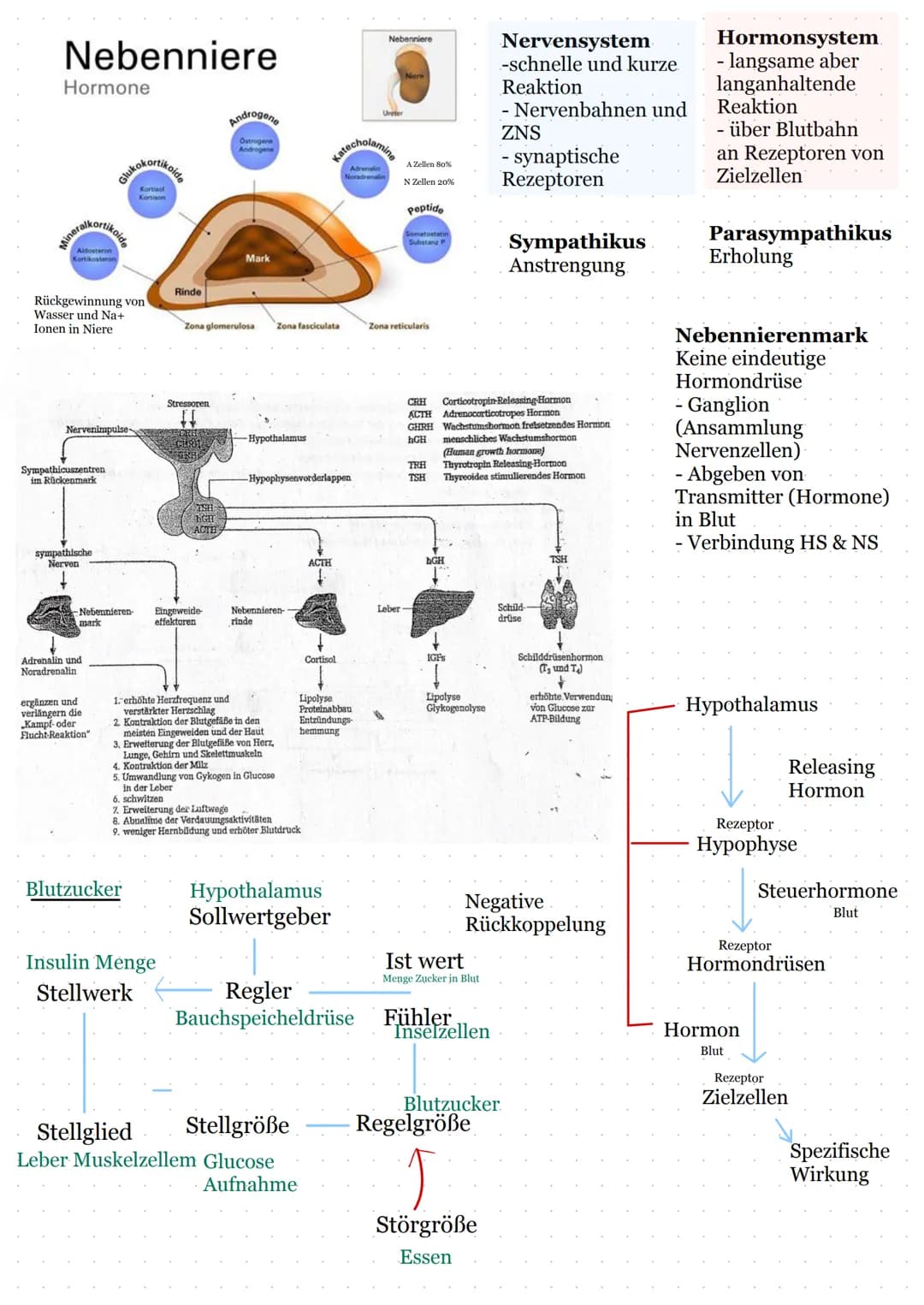 # Lernzettel
Hormone
Bestimmen:
-Verdauung
- Blutdruck
Blutzucker
Stressreaktion
Hormone sind Informationsvermittler (First Messenger)
di