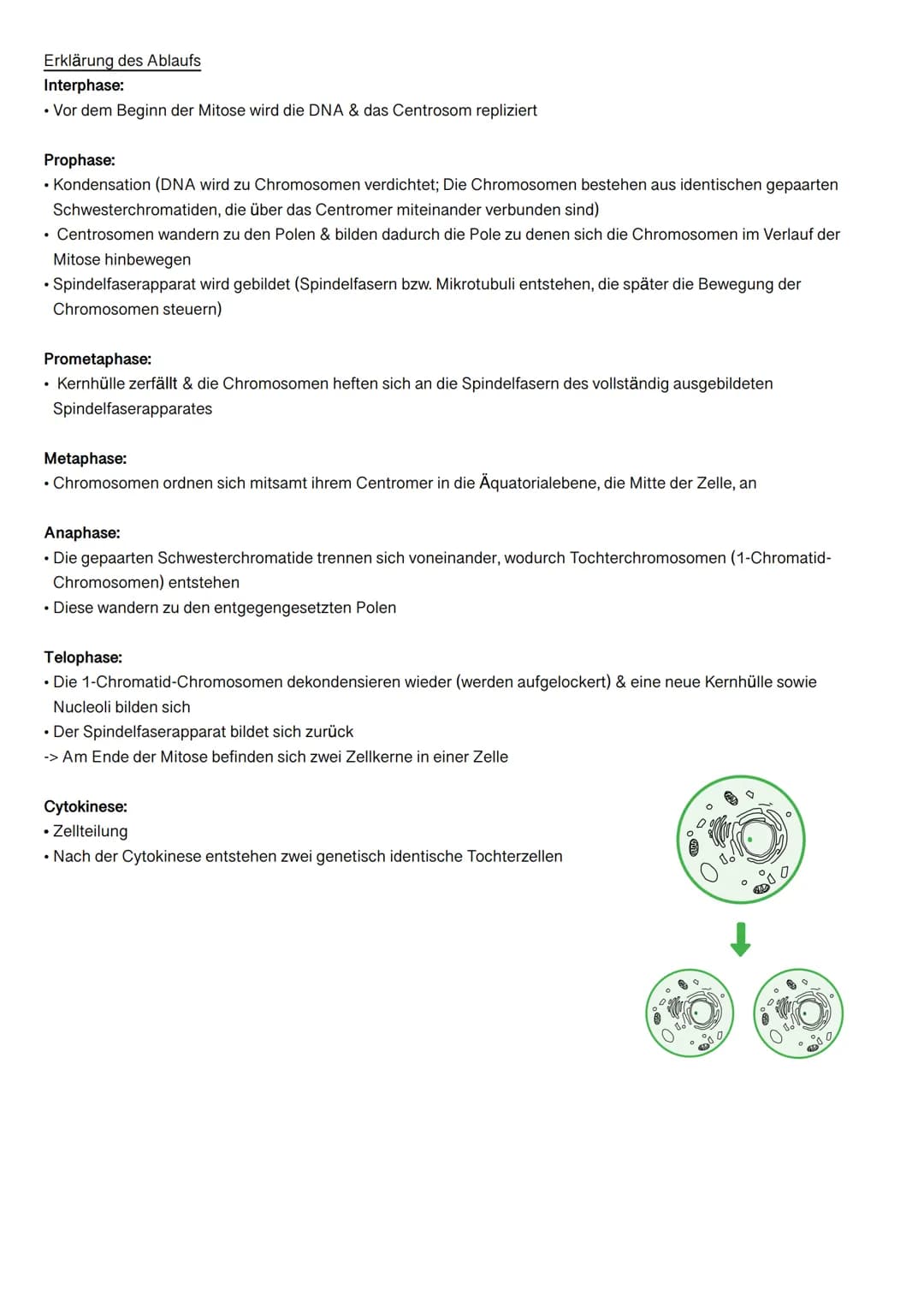 # MITOSE
Was ist Mitose?
Mitose ist eine Form der Zellteilung, die aber im Gegensatz zur Meiose nicht geschlechtlich ist.
Der Vorgang der M