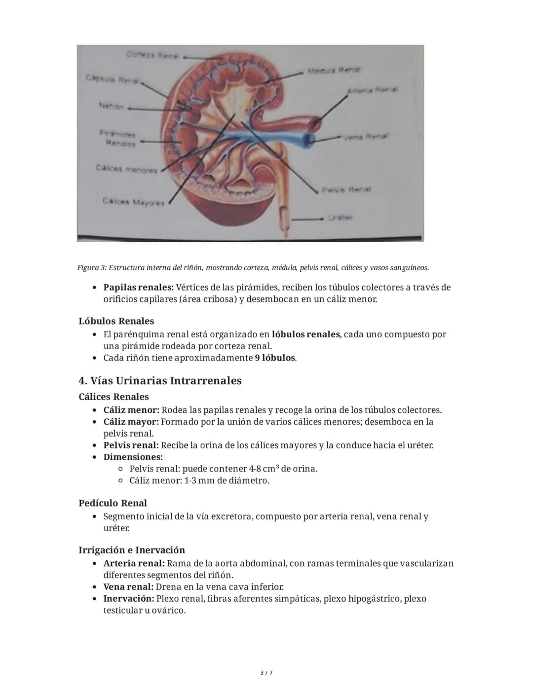 Anatomía y Fisiología del Riñón y Vías Urinarias
1. Introducción al Riñón
El riñón es uno de los órganos excretores principales, generalment