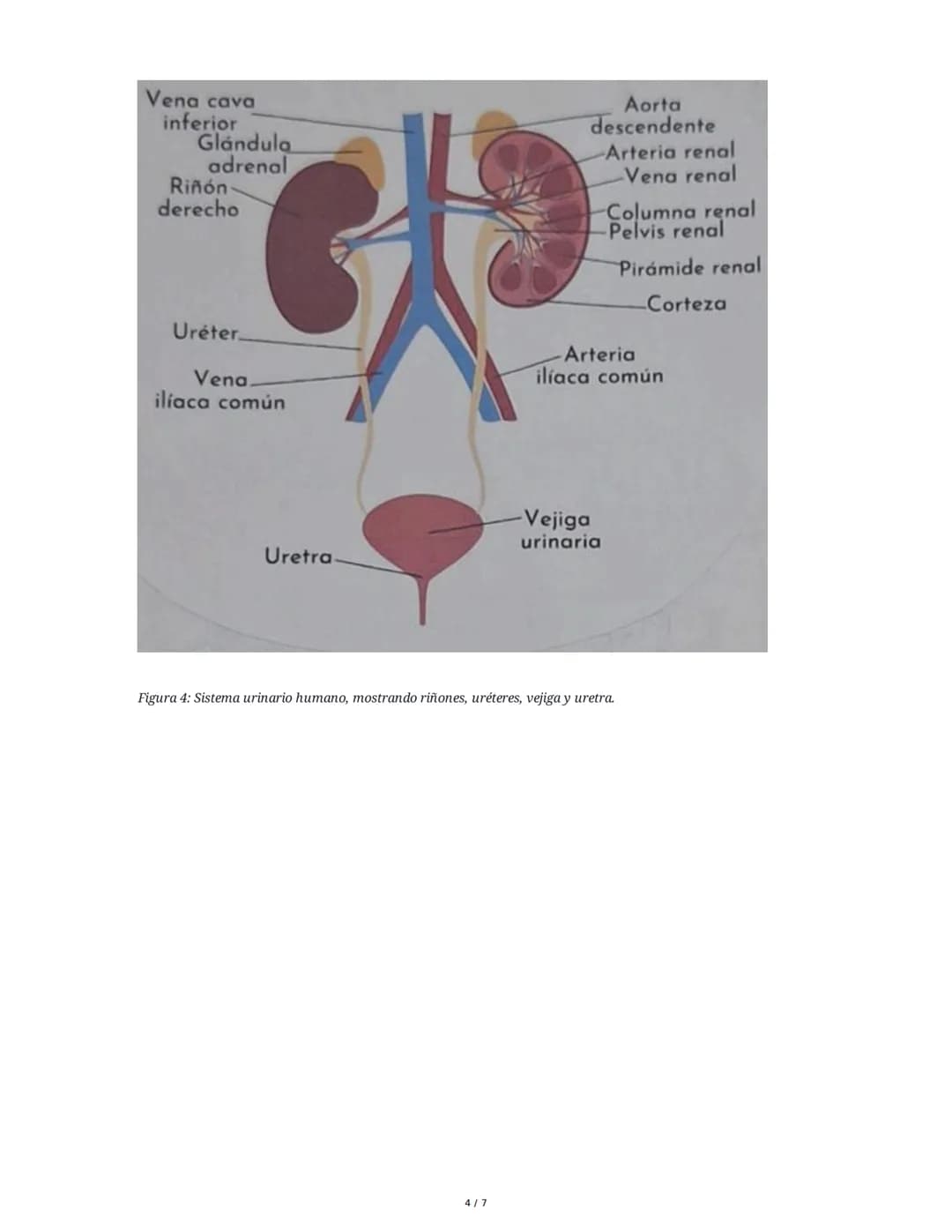 Anatomía y Fisiología del Riñón y Vías Urinarias
1. Introducción al Riñón
El riñón es uno de los órganos excretores principales, generalment