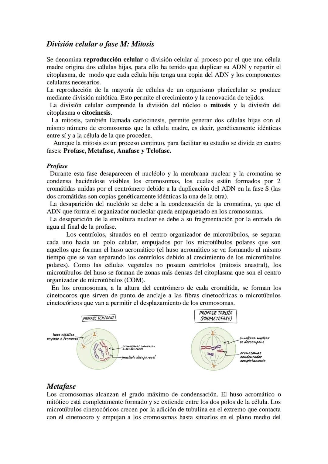 # Tema 14: EL CICLO CELULAR. MITOSIS Y MEIOSIS.
* El ciclo celular. Descripción de las fases.
* División celular: mitosis y citocinesis
