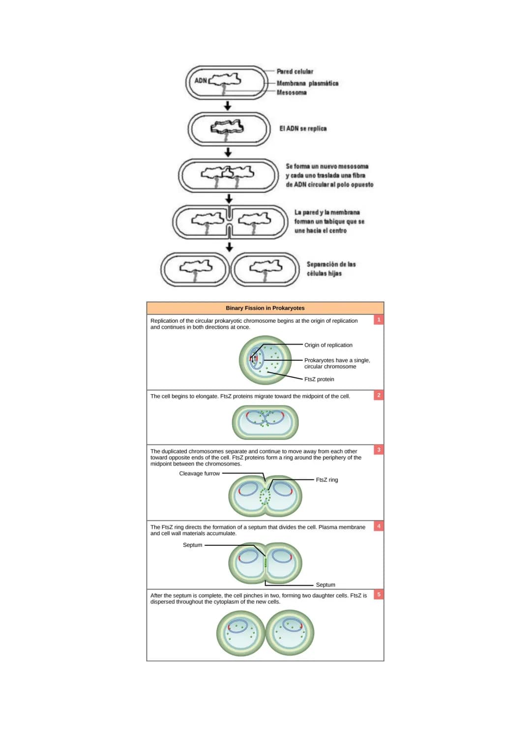 # Tema 14: EL CICLO CELULAR. MITOSIS Y MEIOSIS.
* El ciclo celular. Descripción de las fases.
* División celular: mitosis y citocinesis