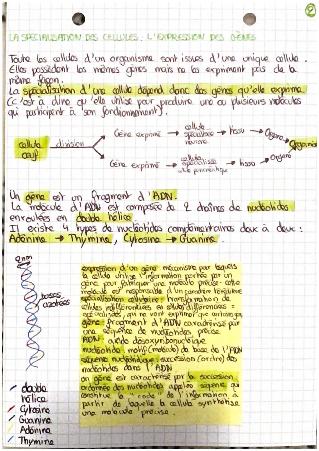 # l'organisme pluxicellulaire,
um ensemble de cellules
specialisées
DES ETRES-VIVANTS UNICELLULAIRES
Un organisme vivant unicellulaire réa