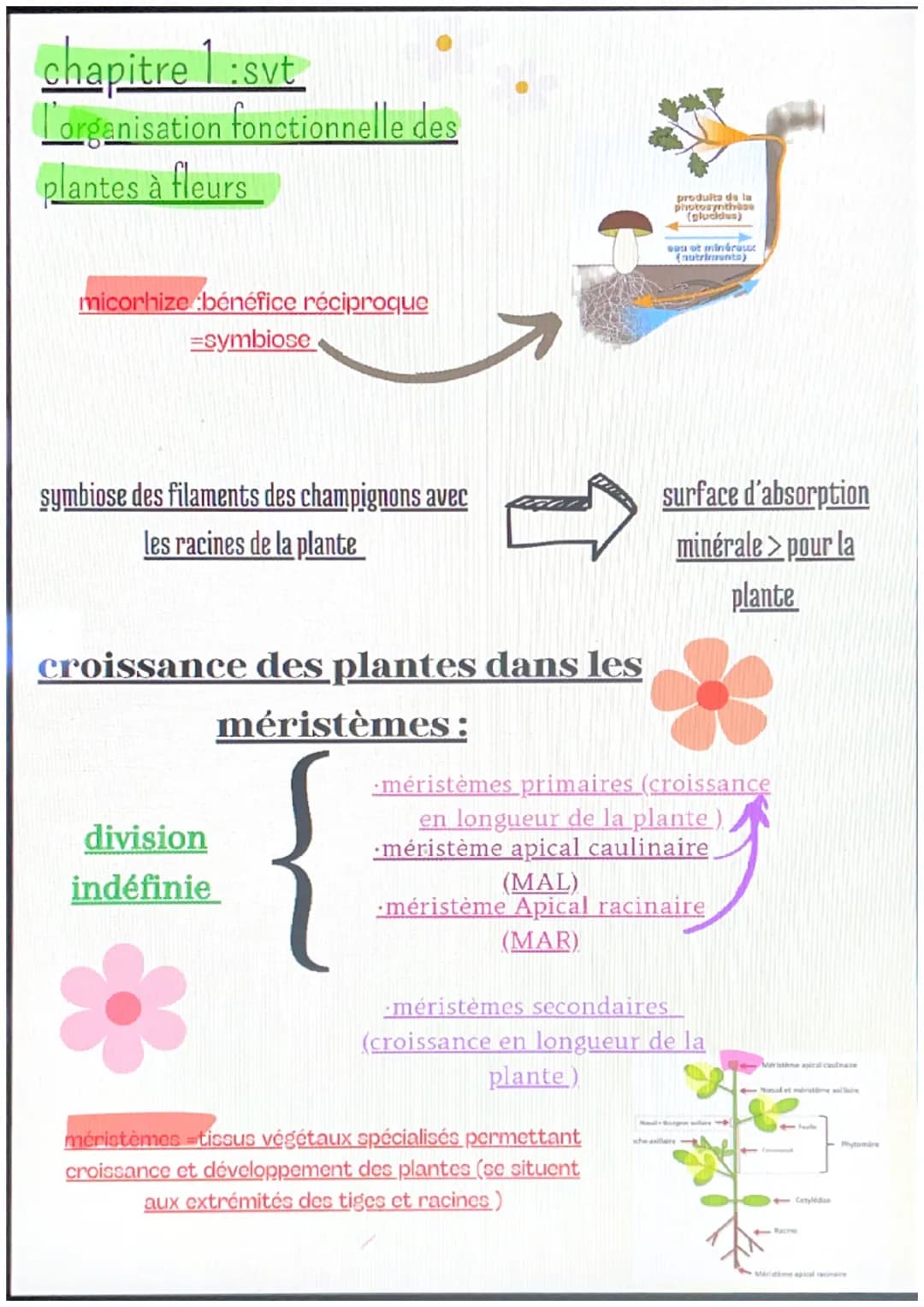 # chapitre 1:svt
l'organisation fonctionnelle des
plantes à fleurs
micorhize bénéfice réciproque
=symbiose
produita de la
photosynthos
