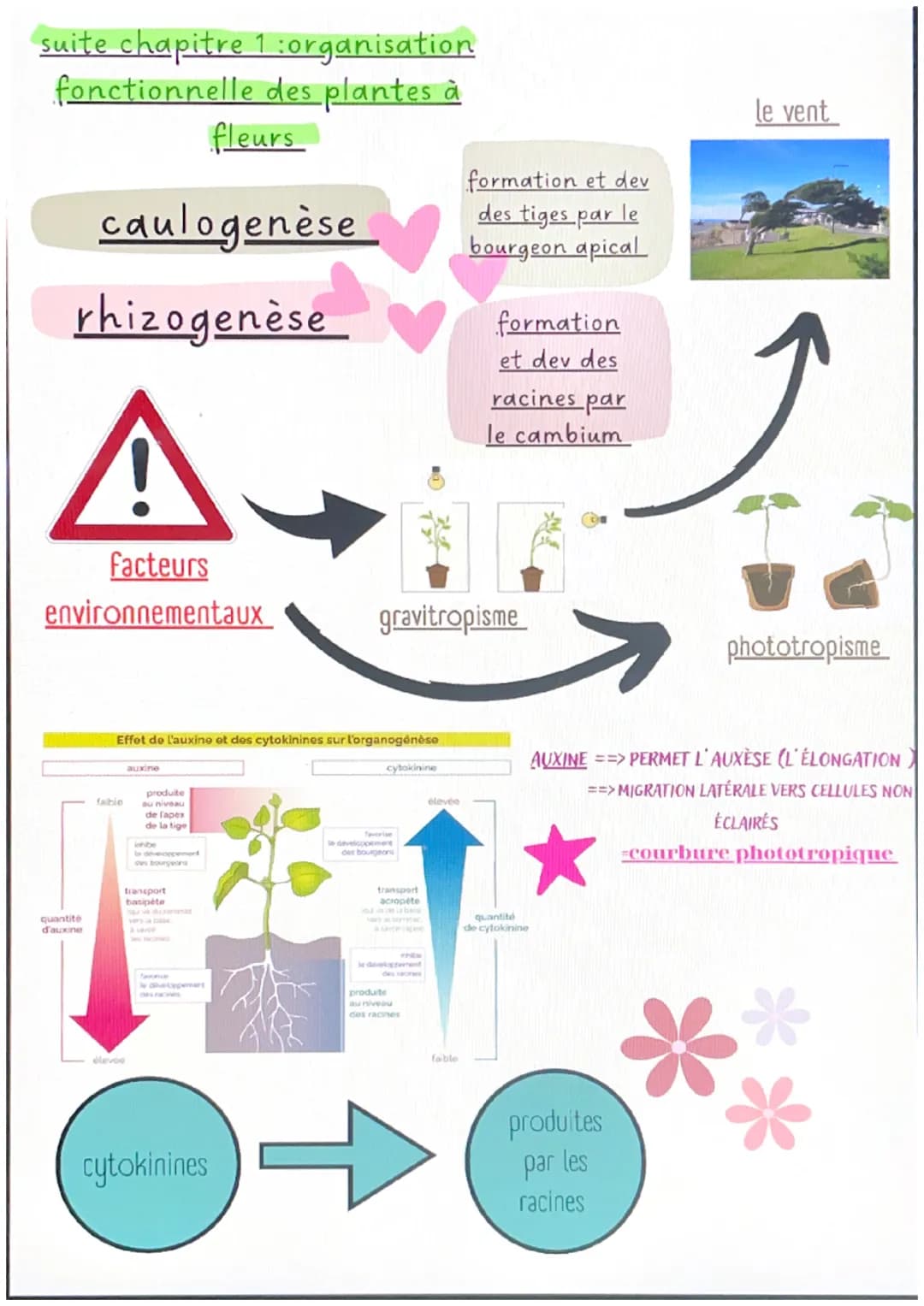 # chapitre 1:svt
l'organisation fonctionnelle des
plantes à fleurs
micorhize bénéfice réciproque
=symbiose
produita de la
photosynthos
