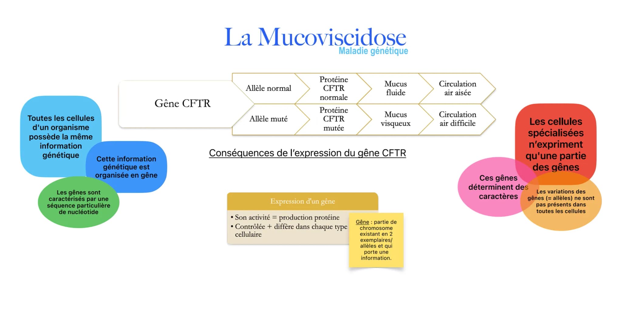 # La Mucoviscidose
Maladie génétique
Allèle normal
Protéine
CFTR
normale
Mucus
fluide
Circulation
air aisée
Gêne CFTR
Allèle muté
Pro