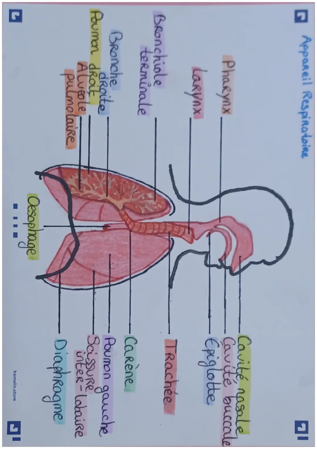 APPAREIL RESPIRATOIRE
Le système Respiratoire commence
au niveau du nez et la bouche et
se poursuit par les voies Respiratoires
et les poum