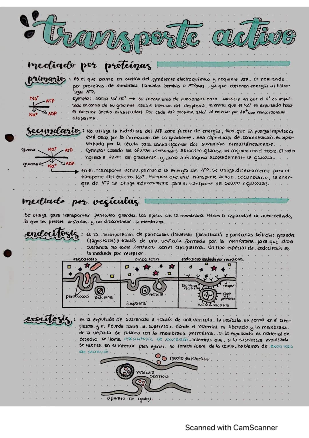 # transporte activo
mediado por proteinas
Primario: Es el que ocurre en contra del gradiente electroquímico y requiere ATP, Es realizado
p