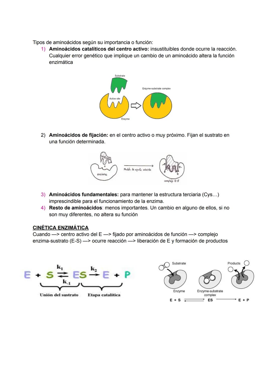 # LAS ENZIMAS:
Proteínas catalizan las reacciones del metabolismo disminuyendo E activamente (energía
necesaria para que la reacción comien