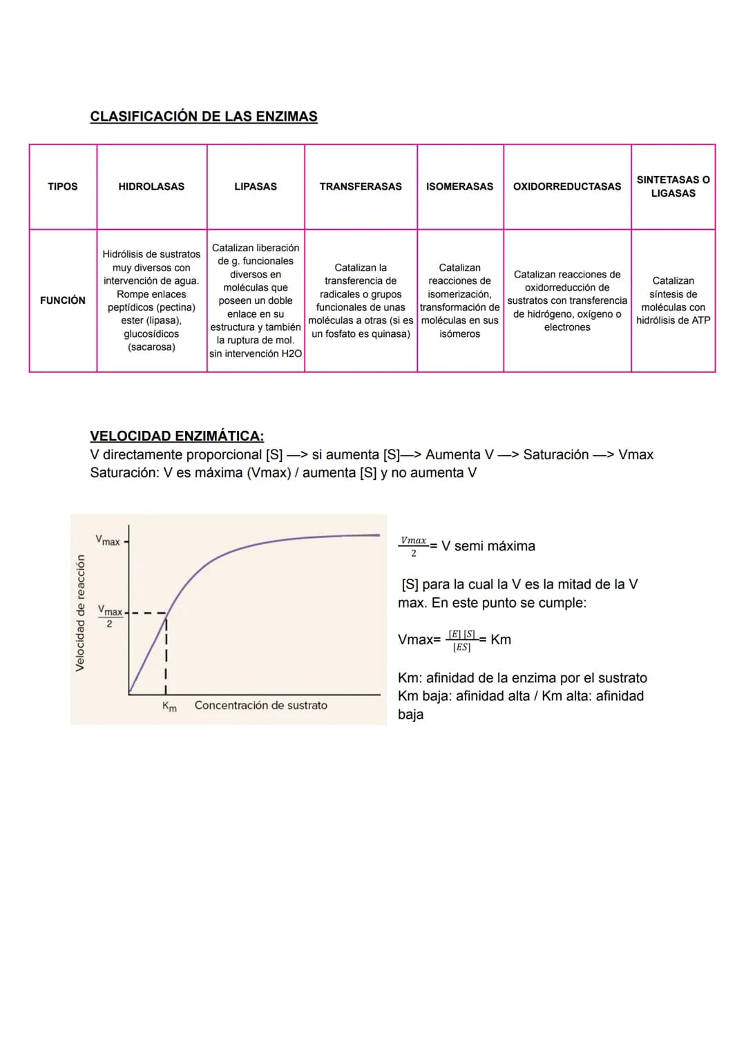 # LAS ENZIMAS:
Proteínas catalizan las reacciones del metabolismo disminuyendo E activamente (energía
necesaria para que la reacción comien
