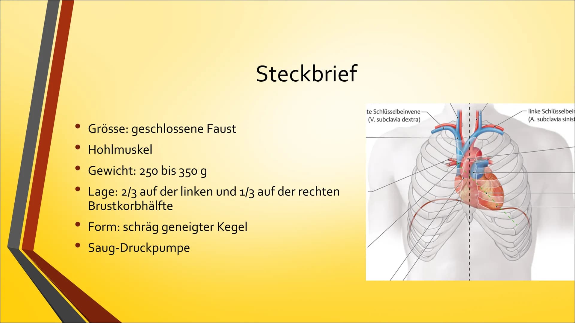 Herz Inhaltsverzeichnis
• Anatomie (Aufbau)
• Physiologie (Funktion)
• Herzerkrankungen
• Herzeingriffe
• Quiz # Anatomie Steckbrief
• Grö