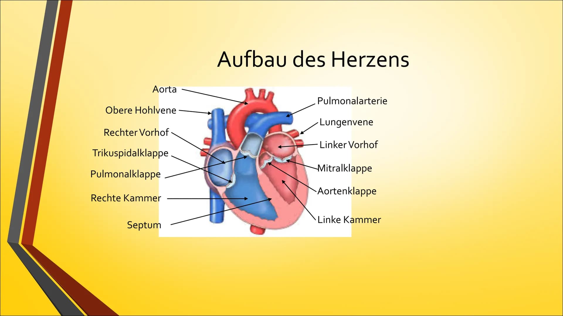 Herz Inhaltsverzeichnis
• Anatomie (Aufbau)
• Physiologie (Funktion)
• Herzerkrankungen
• Herzeingriffe
• Quiz # Anatomie Steckbrief
• Grö