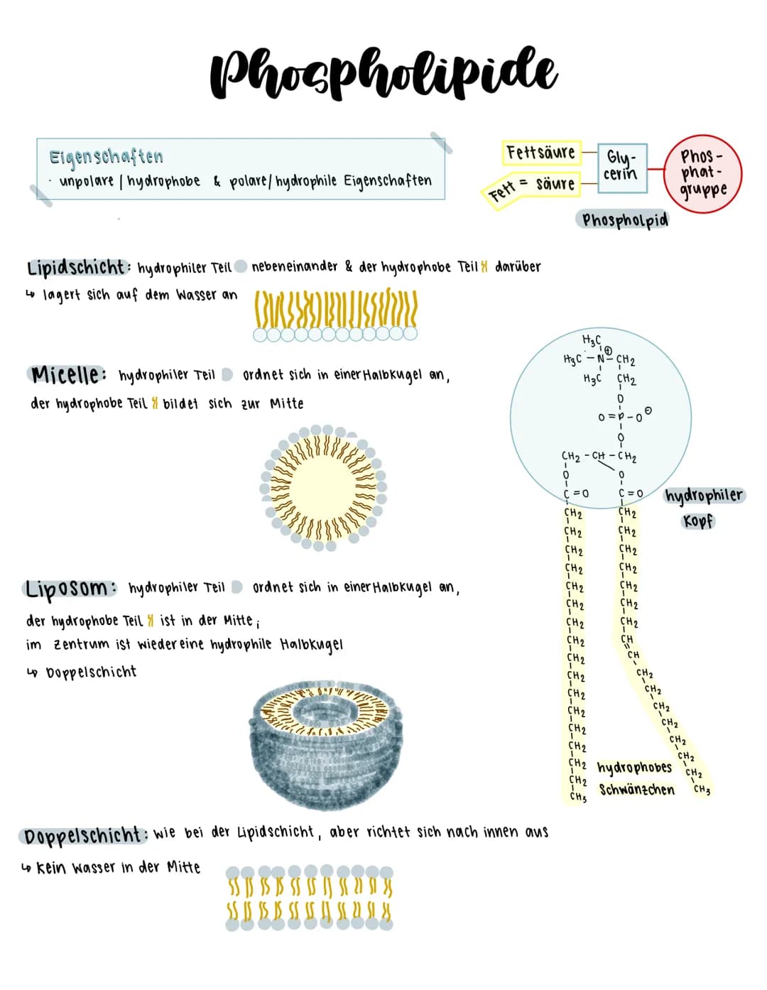 Phospholipide
Fettsäure Gly- Phos-
Fettsäure cerin phat-
gruppe
Phospholpid
Eigenschaften
- unpolare / hydrophobe & polare/hydrophile Eige