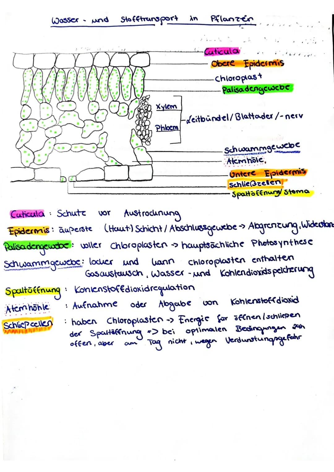 Wasser und Stofftransport λη Pflanzen
Cuticula
Obere Epidermis
-Chloroplast
Palisadengewebe
Xylem
Phloem
-Leitbündel/Blattader/-nerv
Schw