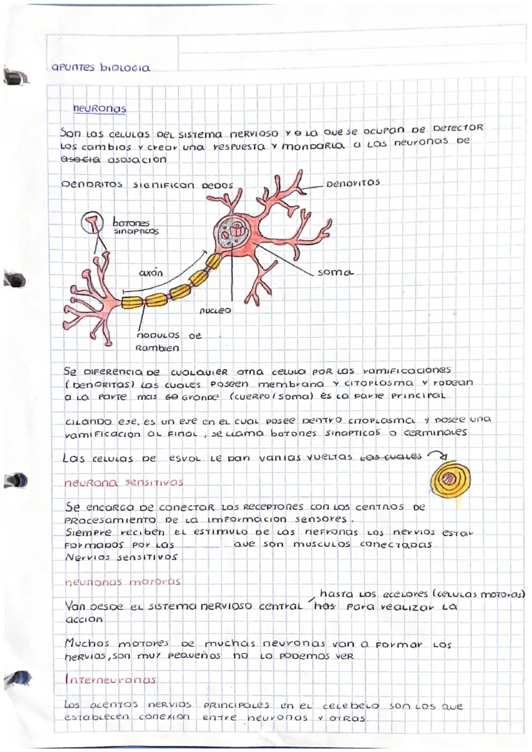 # APUNTES BIOLOGIA
neuronas
Son Las CELULAS DEL Sistema NERVIOSO Y LO que se ocupan De Derector
Los cambios y crear una respuesta y monpar