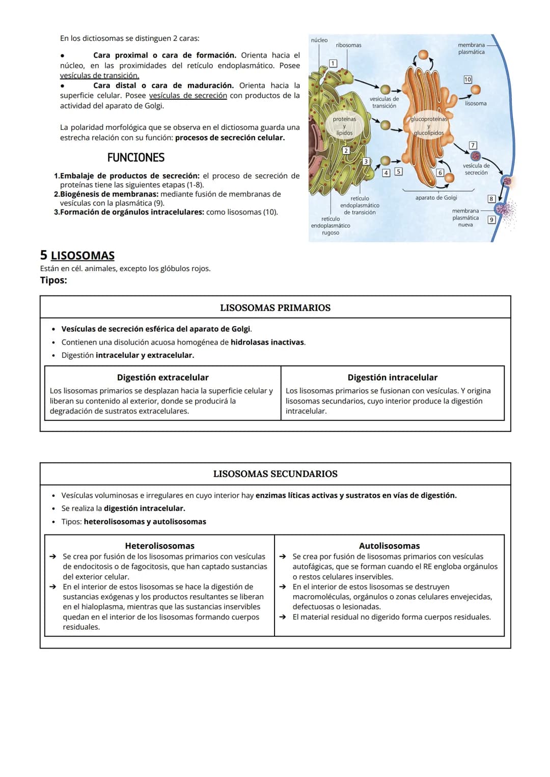 # TEMA 6: Citoplasma
1 CITOPLASMA, CITOSOL Y ORGÁNULOS CELULARES
El citoplasma celular es la región de la célula comprendida entre la membr