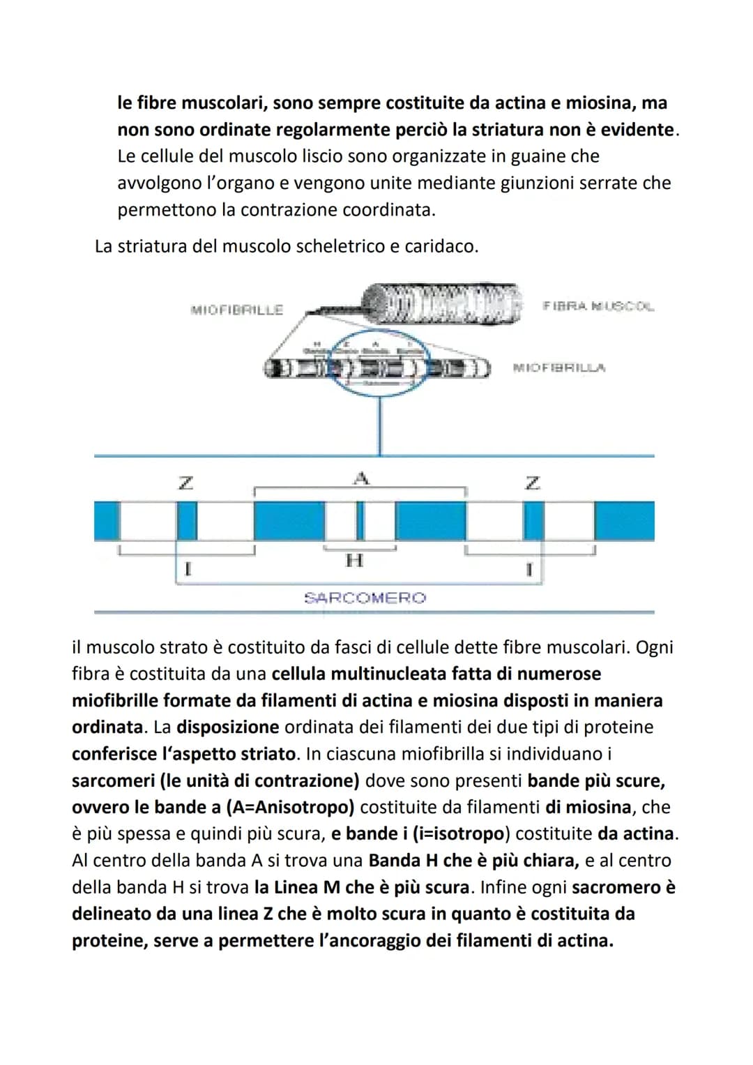 # L'organizzazione gerarchica
## strutturale
### del corpo umano
Si definisce organizzazione gerarchica perchè:
Organizzazione= ogni tessut