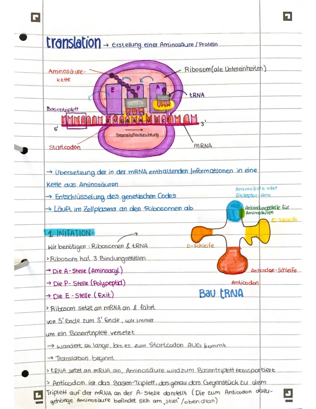# PROTEINBIOSYNTHESE
ABI 23 Hamburg Bestandteile der Proteinbiosynthese
DNA Desoxyribonukleinsäure (DNS) Träger der genetischen Erbinforma