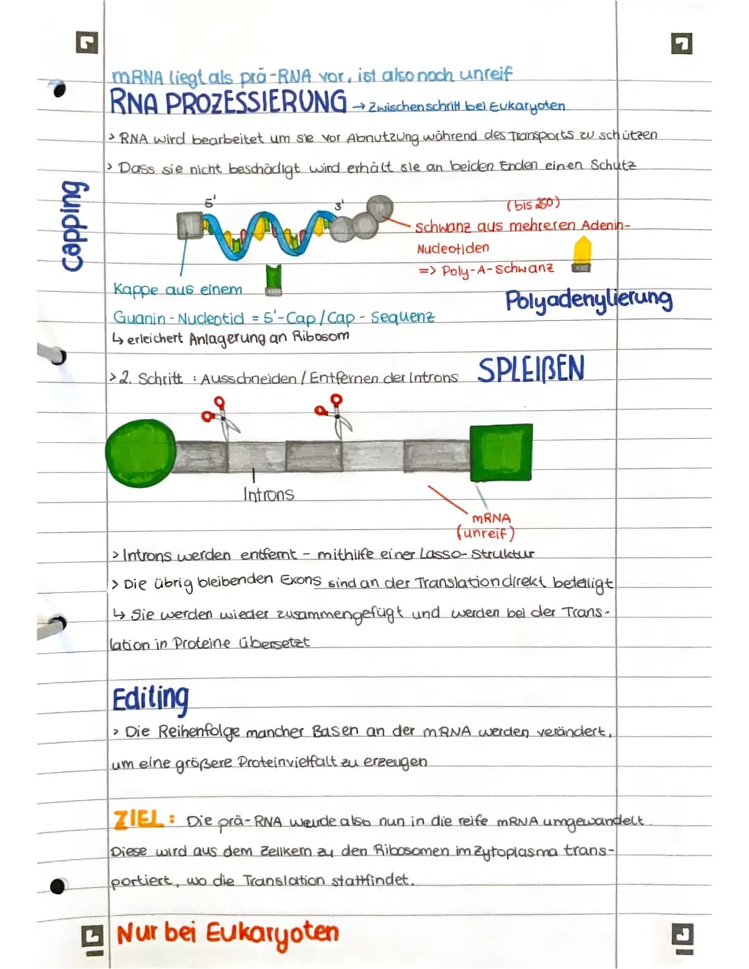 # PROTEINBIOSYNTHESE
ABI 23 Hamburg Bestandteile der Proteinbiosynthese
DNA Desoxyribonukleinsäure (DNS) Träger der genetischen Erbinforma