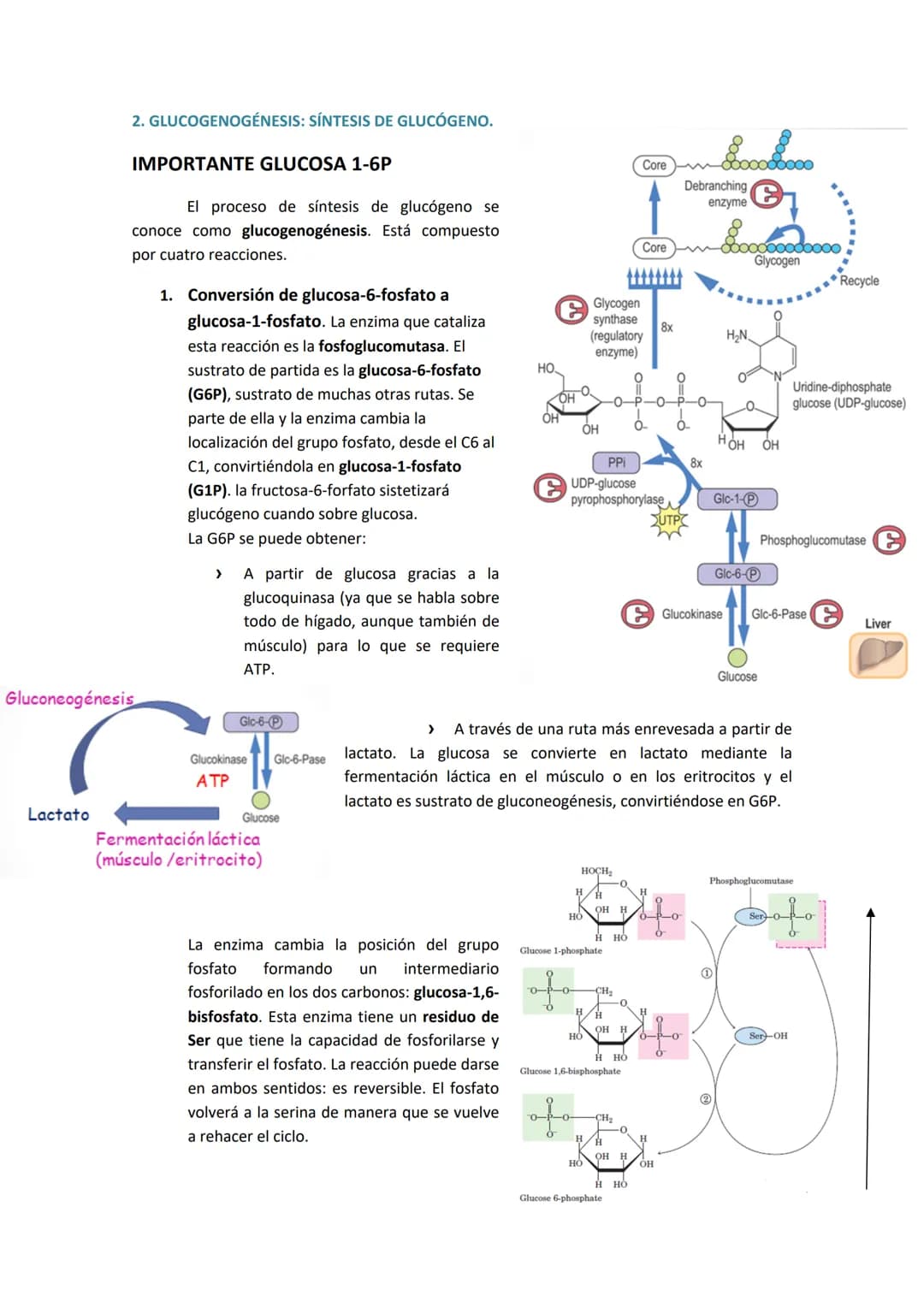 # TEMA 8. METABOLISMO DEL GLUCÓGENO
1. GLUCÓGENO: ALMACENAMIENTO, FUENTES DE GLUCOSA Y ESTRUCTURA.
El glucógeno es la principal forma de a