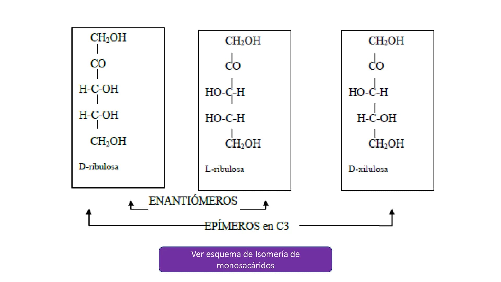 # Unidad 2
LOS GLÚCIDOS
Biología 2º Bachillerato
Marta Gómez Vera # ÍNDICE
1. Características generales y clasificación.
2. Monosacáridos
