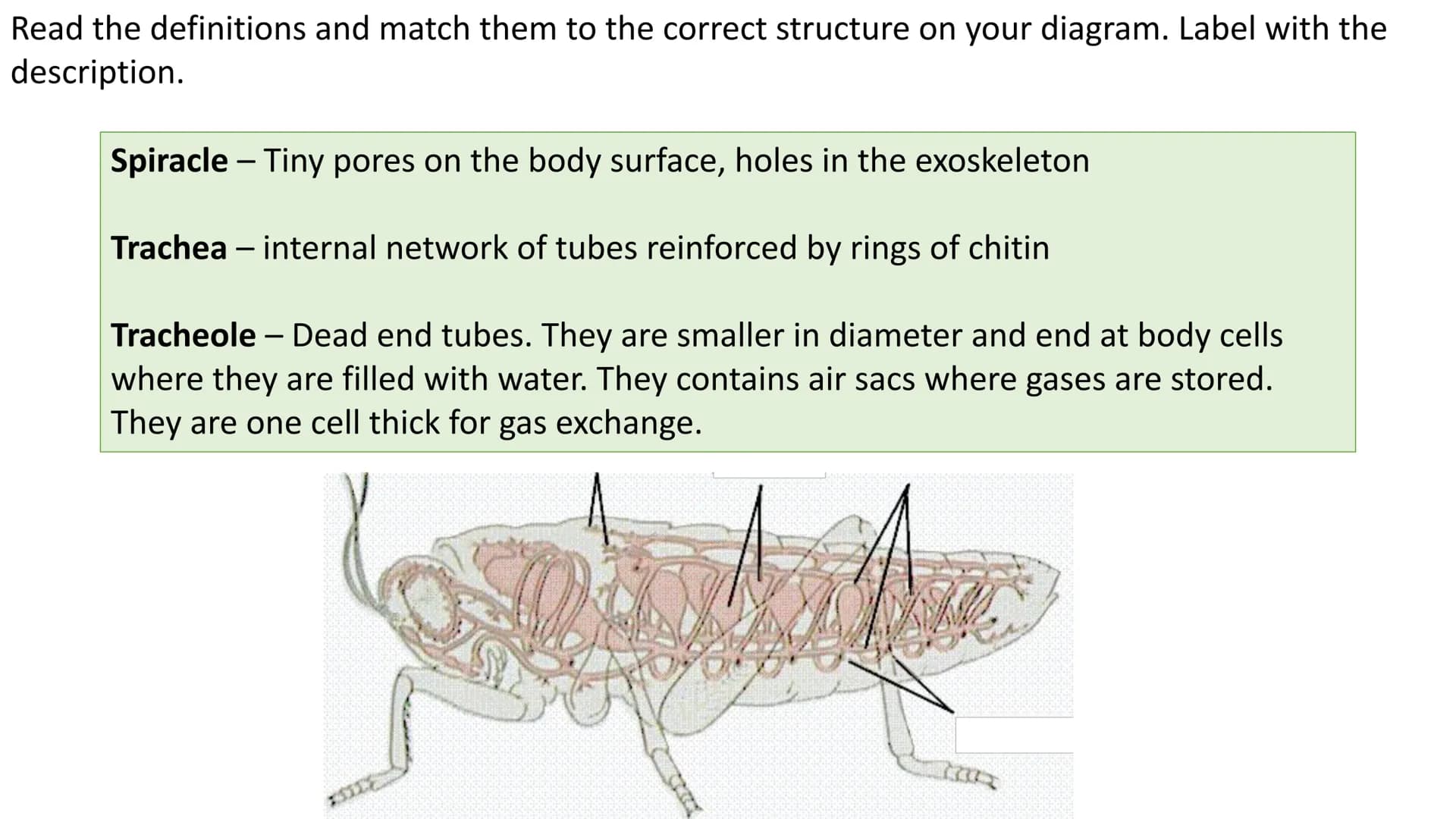 # Gas Exchange in Insects
LO1 - Label the insect Gas Exchange system
LO2 – Explain how the tracheal system is adapted for efficient gas ex