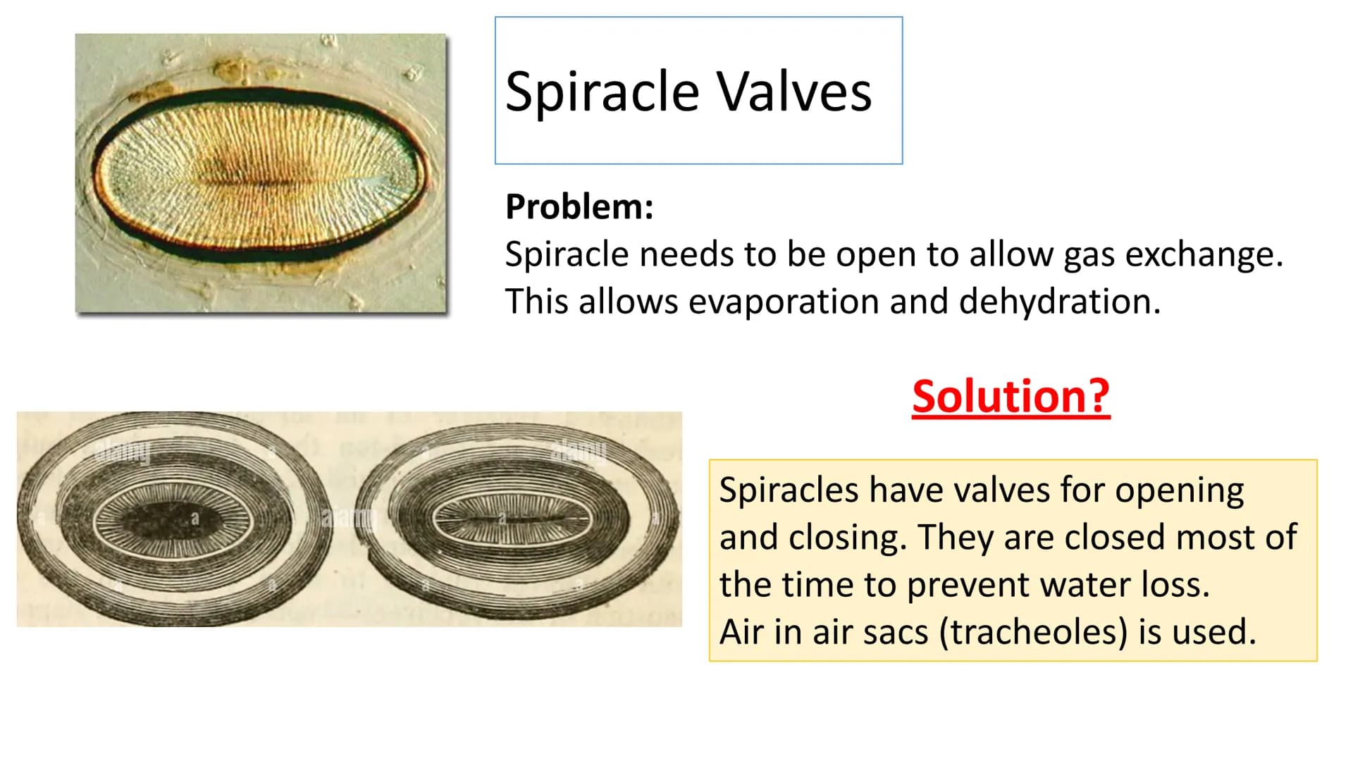 # Gas Exchange in Insects
LO1 - Label the insect Gas Exchange system
LO2 – Explain how the tracheal system is adapted for efficient gas ex