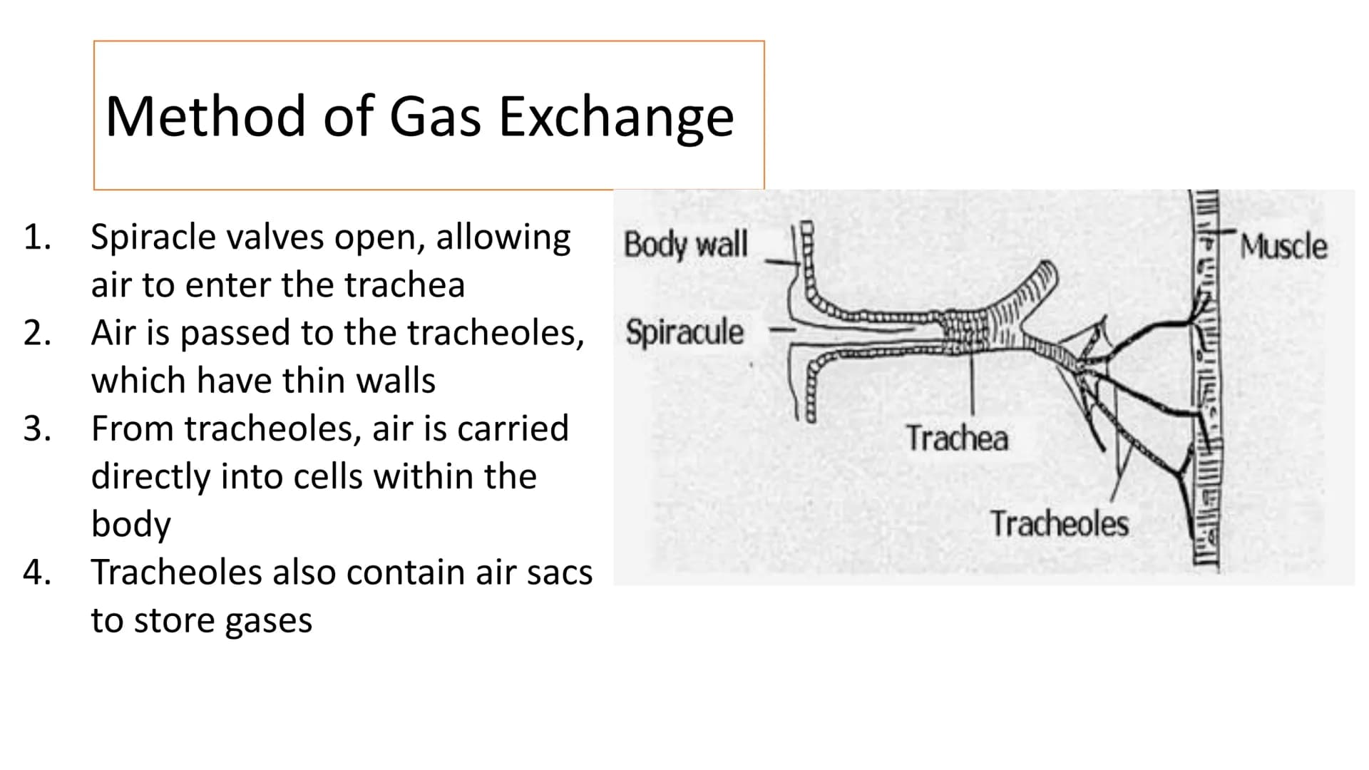 # Gas Exchange in Insects
LO1 - Label the insect Gas Exchange system
LO2 – Explain how the tracheal system is adapted for efficient gas ex