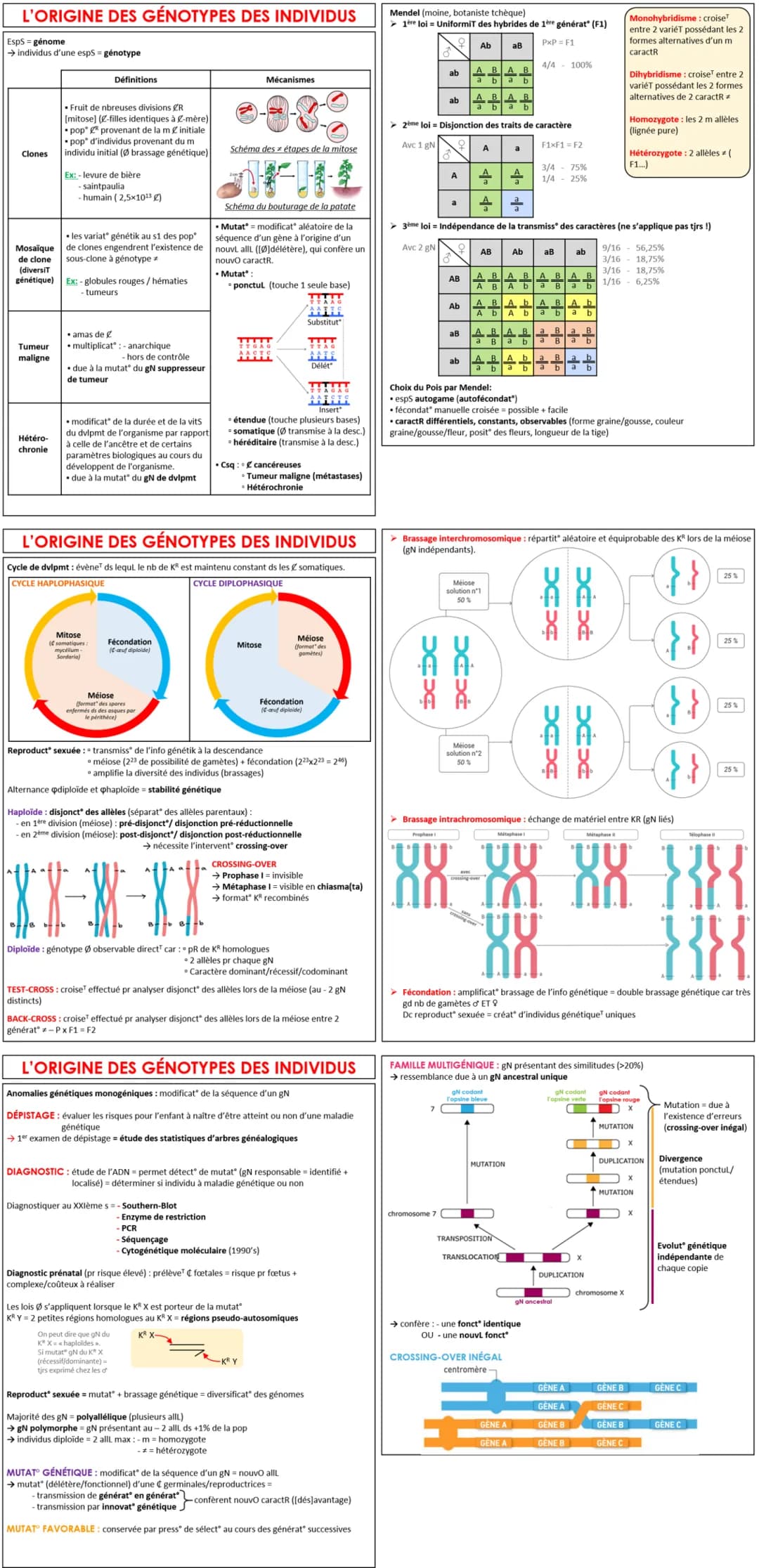 # L'ORIGINE DES GÉNOTYPES DES INDIVIDUS
EspS - génome
→ Individus d'une espS = génotype
### Définitions
* fruit de ribreuses divisions $