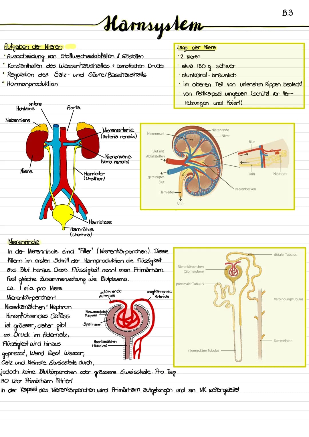 # Harmsystem
B.3
## Aufgaben der Nieren
* Ausscheidung von Stoffwechselabfällen & Gittstoffen
* Konstanthalten des Wasserhaushalles o