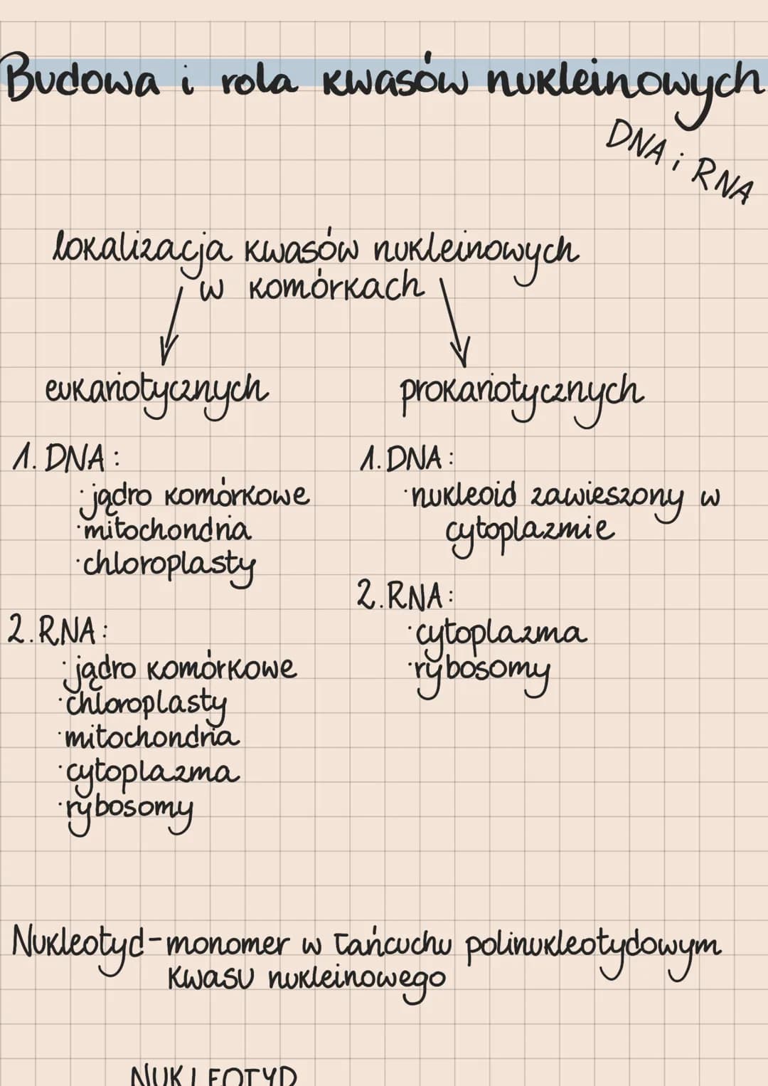 Budowa i rola kwasów nukleinowych
DNA i RNA
lokalizacja kwasów nukleinowych
w komórkach
eukariotycznych
1. DNA:
* jądro komórkowe
*